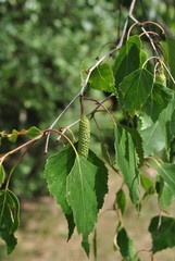 Kwiaty brzozy © bnorbert3