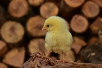 A chick on a wood pile