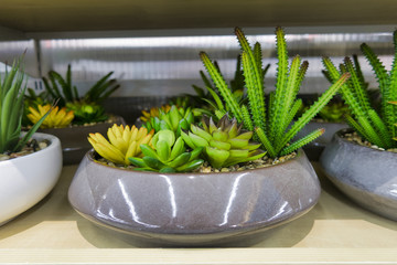 Cactus, various types in fancy pot