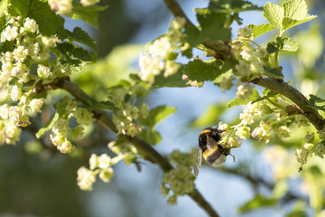 A bee on a currant flower collects nectar, pollination...