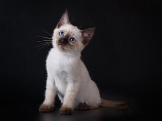 cute siamese kitten sitting on black background © Светлана Федоренко