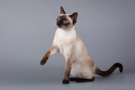 siamese cat sitting on gray background with a raised paw