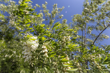Acacia flower tree spring forest nature sky sun beautiful organic vegan bio 