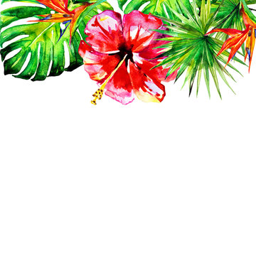 Hawaiian flowers, exotic plants, isolated on a white