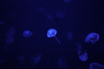 Naklejka na ściany i meble jellyfish in blue