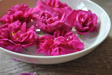 Róża - Rosa gallica