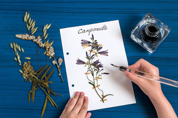 Girl makes herbarium of herbs (Campanula)