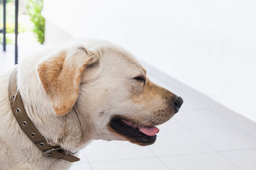 Portrait of lazy white Labrador Retriever
