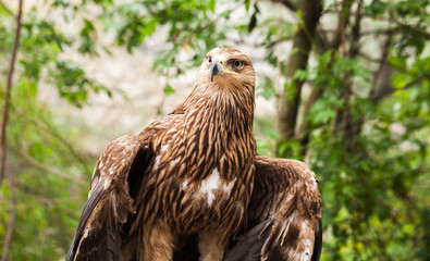 Golden eagle Aquila chrysaetos sitting
