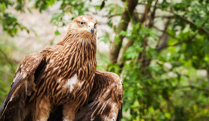Close-up photo of golden eagle © evannovostro