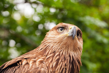 Close-up head of golden eagle