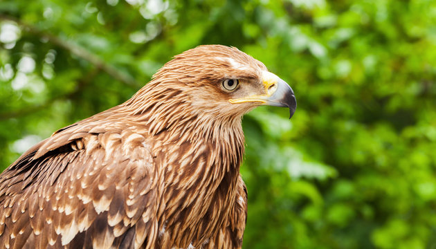 Close-up head profile of golden eagle
