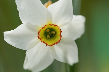 White narcissus blooming in spring garden