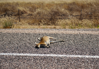 Lichaam van dode kangoeroe, aangereden door auto, liggend in het midden van de weg.