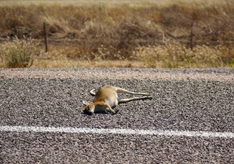 Fotobehang Kangoeroe Lichaam van dode kangoeroe, aangereden door auto, liggend in het midden van de weg.