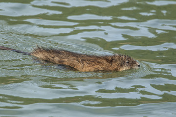 Muskrat swims in the lake.