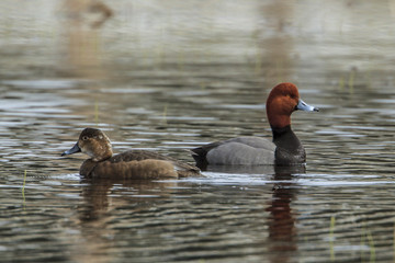 Pair of redhead ducks in water.