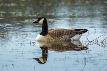 Canadian goose swims in water.