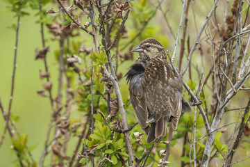 Song sparrow perched in a bush.
