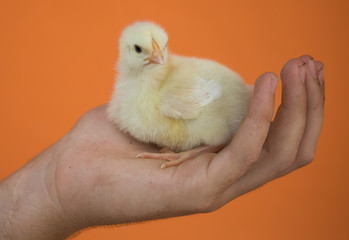 Days old yellow chick on a farmers hand