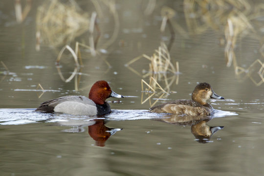 Reflection of redhead duck couple.