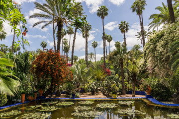 Exotic palm trees and cactuses oasis in Morocco