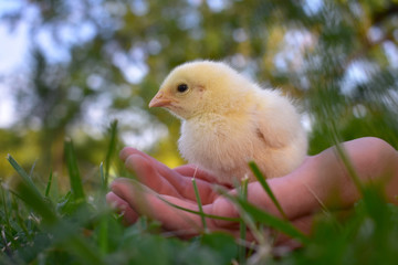holding chick in the grass