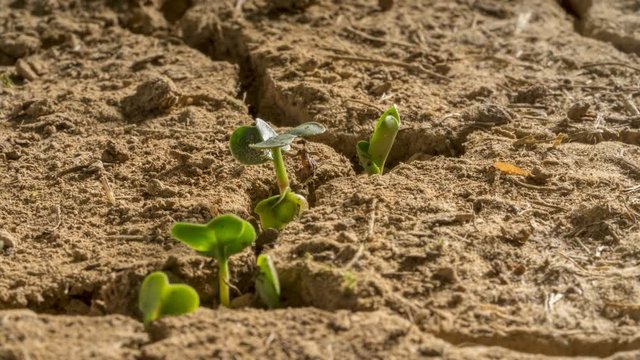 Time lapse of seeds growing in a dry arid dessert with mud cracks caused by a drought.