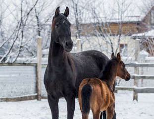 Beautiful black mare with foal posing in winter against a background of snow
