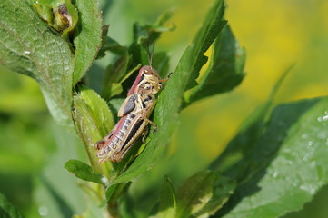 Grasshoppers mating season, Maine 