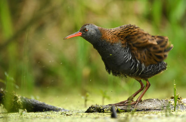Water Rail (Rallus aquaticus)