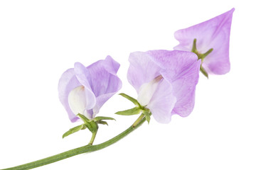 Flowers of sweet pea, isolated on white background