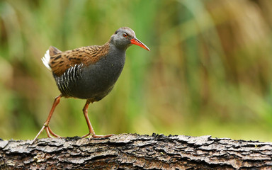 Water Rail (Rallus aquaticus)