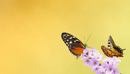 Wunderschöne Schmetterlinge