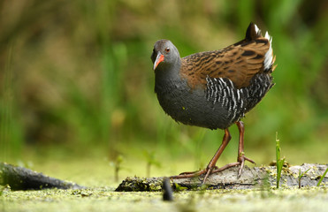 Water Rail (Rallus aquaticus)