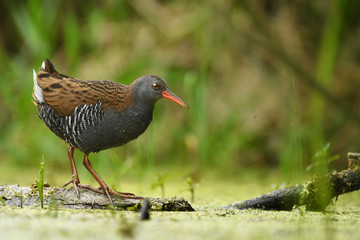Water Rail (Rallus aquaticus)