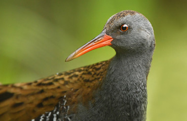 Water Rail (Rallus aquaticus)