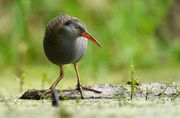 Water Rail (Rallus aquaticus)