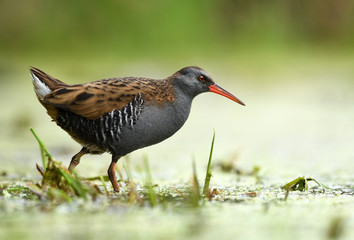 Water Rail (Rallus aquaticus)