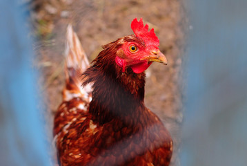 The red hen looks steadfastly
