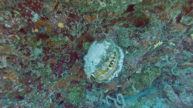 Variable Thorny Oyster, Spondylus Varius, Shuts Its Mouth, Attached To The Back Of A Cave In A Coral Reef In The Maldives.