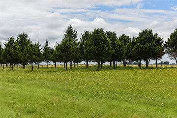 Wild flowers and pines, Patagonia , Argentina