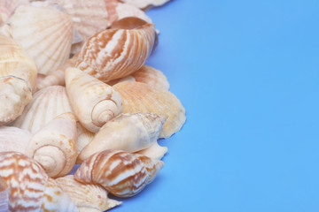 Fototapeta na wymiar summer holiday blue background with sea shells and molluscs