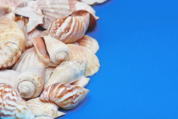 seashells in different forms on a blue background with a copy space