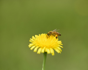 Bee on a wild flower, Patagonia