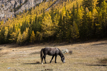Horse grazing on the lawn in the Altai Mountains, Russia.