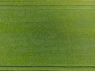The wheat field is green. Young wheat on the field. View from above. Textural background of green wheat. Green grass.