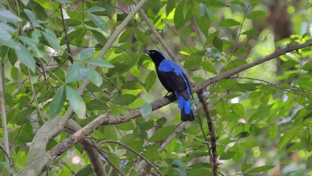 Asian Fairy Bluebird bird (Irena puella Latham) on branch in tropical rain forest.