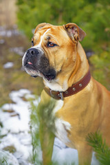 The portrait of a fawn Ca de Bou dog (Mallorquin mastiff) with a collar posing outdoors in winter