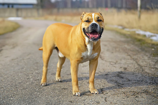 Fawn Ca de Bou dog (Mallorquin mastiff) staying and posing on an asphalt in winter